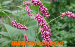 草红花的功效与作用,活血化瘀，养生保健的天然良药